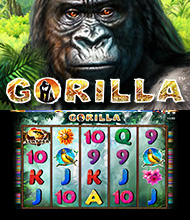 Gorilla Gorilla